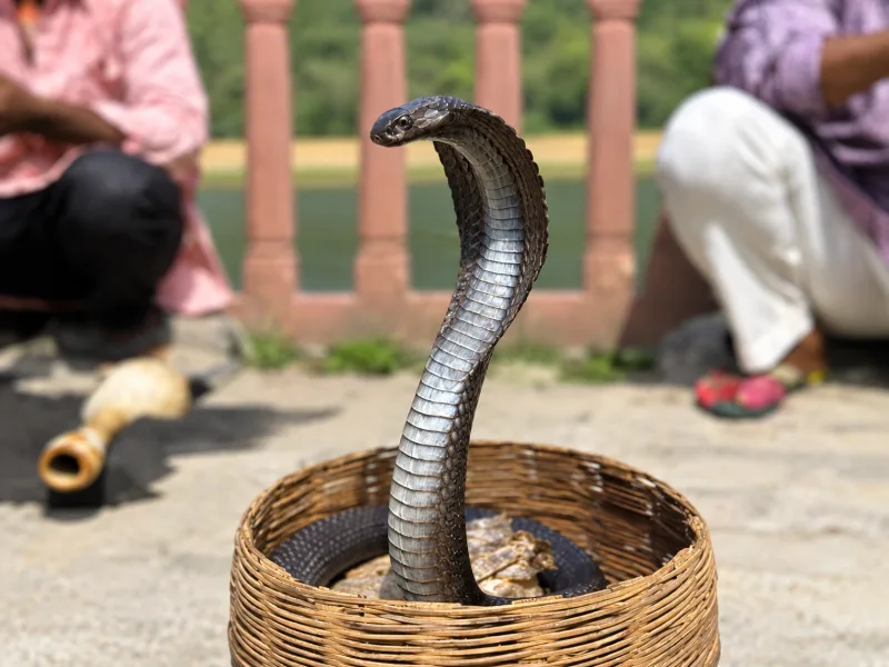 Nằm mơ thấy rắn hổ mang có ý nghĩa gì?
